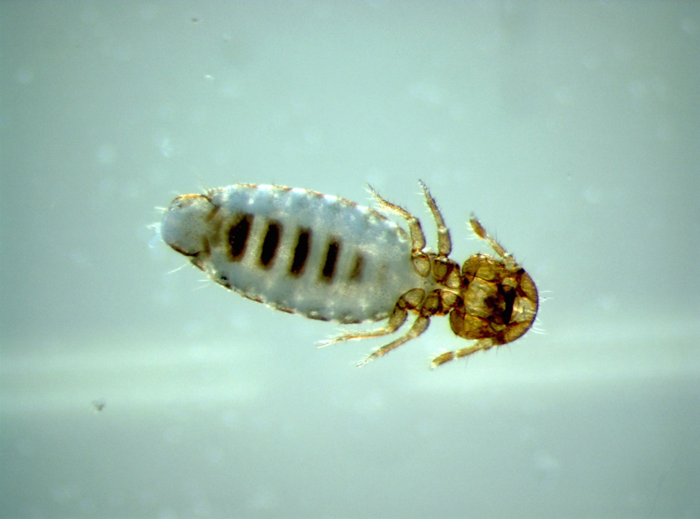 Bilde 2. Pelslusa er om lag 5 mm lang og har et bredt hode. Foto: Veterinærinstituttet