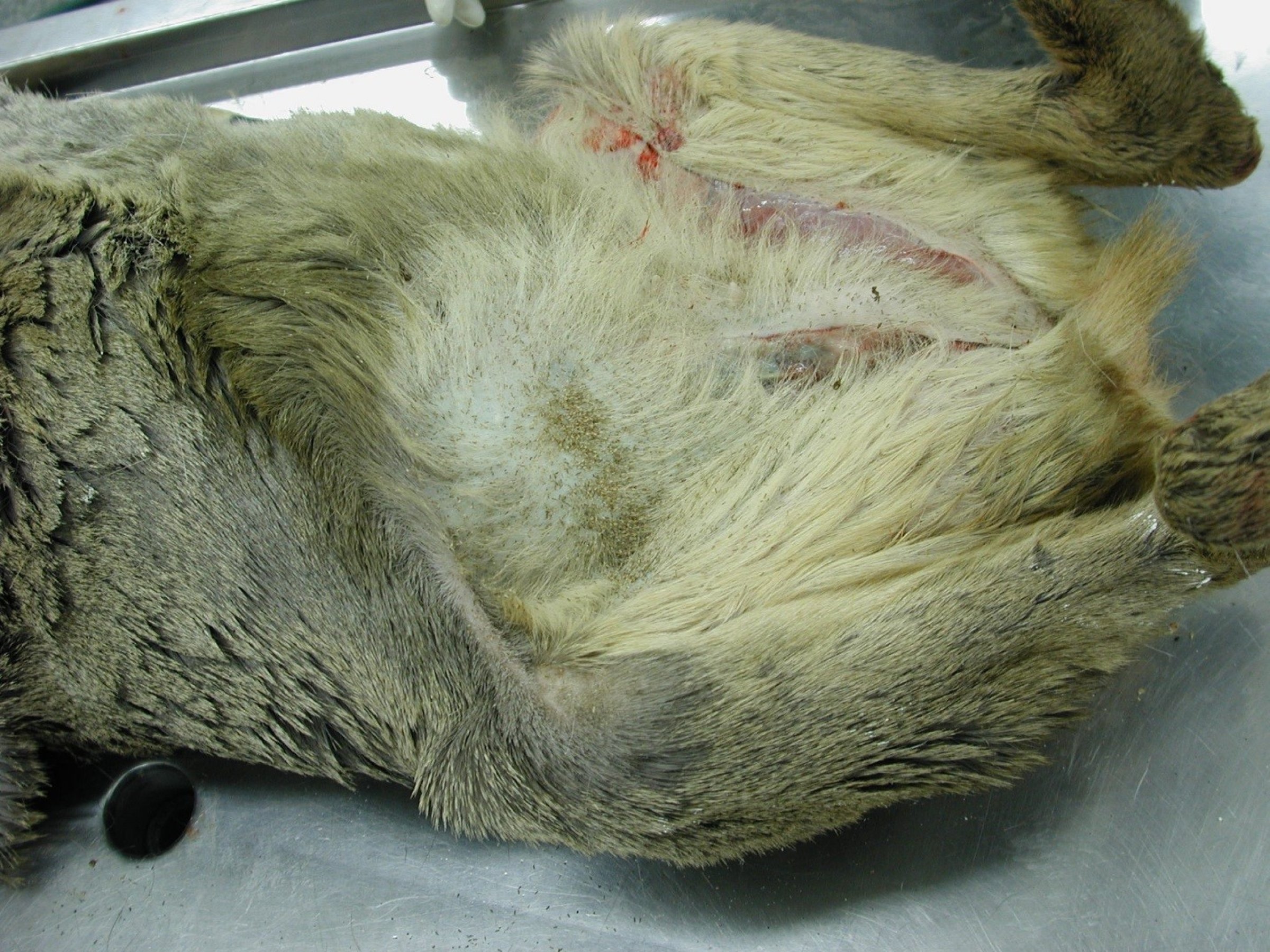 Bilde 3. Pelslusa kan være tallrik i lysken (rød sirkel) til rådyret. Foto: Veterinærinstituttet