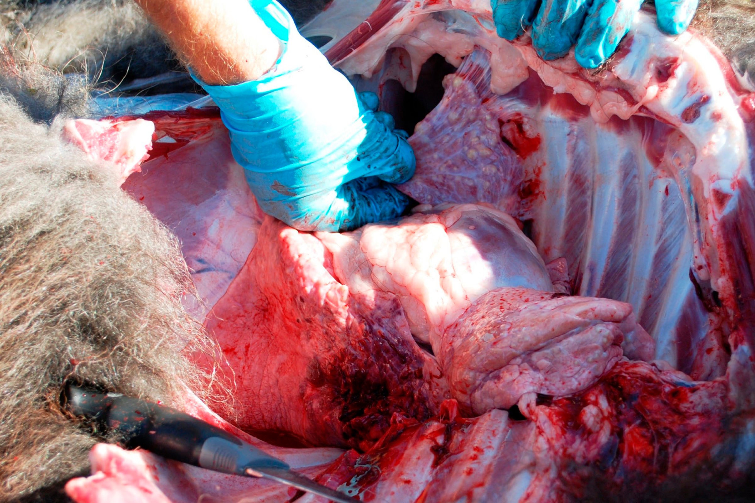 Bilde 2. Moskuskalv, lungen har vokst sammen med brysthuleveggen og det sees fortetninger (gulbrune områder ) i lungevevet. Foto: Knut Madslien, Veterinærinstituttet